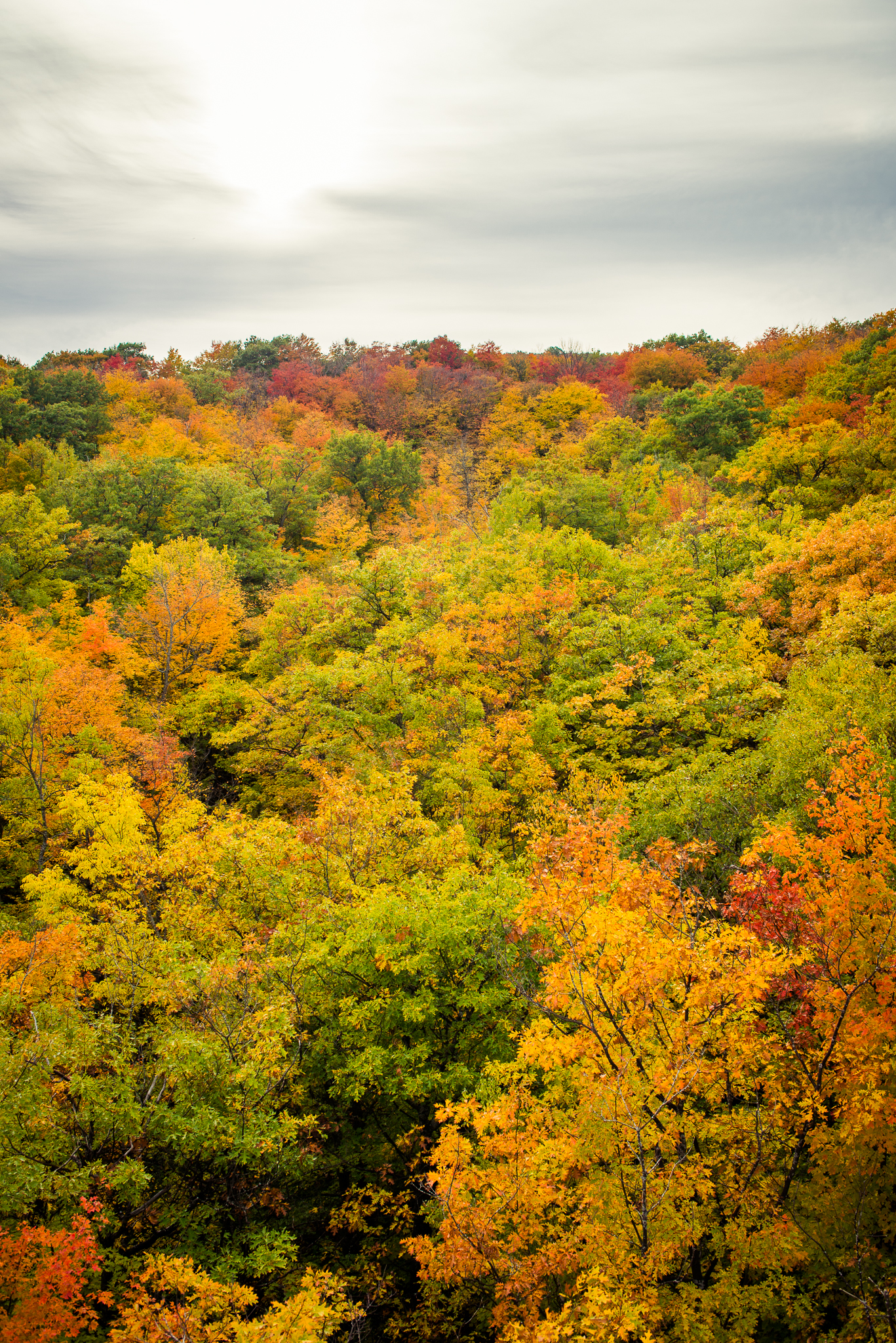 A wooded hillside covered in yellow, orange, red and green autumn foliage.