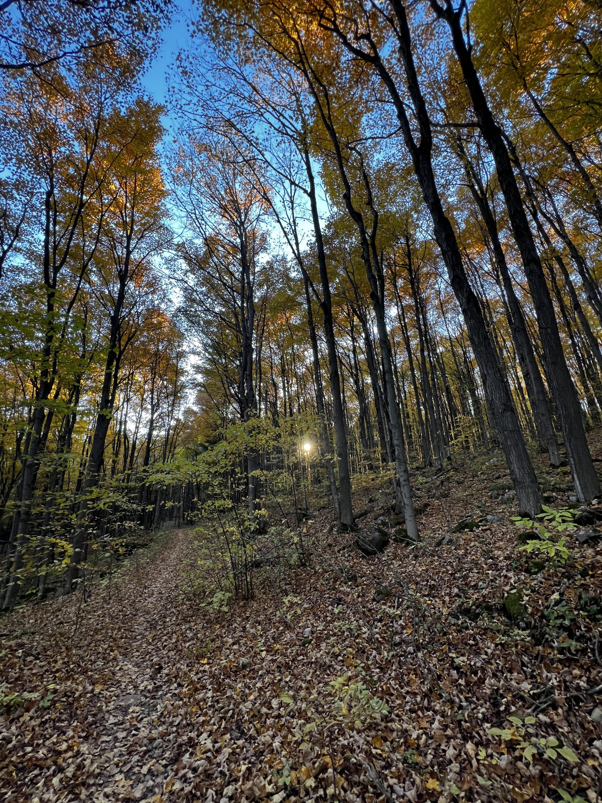 A leaf-covered woodland path beneath tall trees with golden autumn leaves and blue sky.